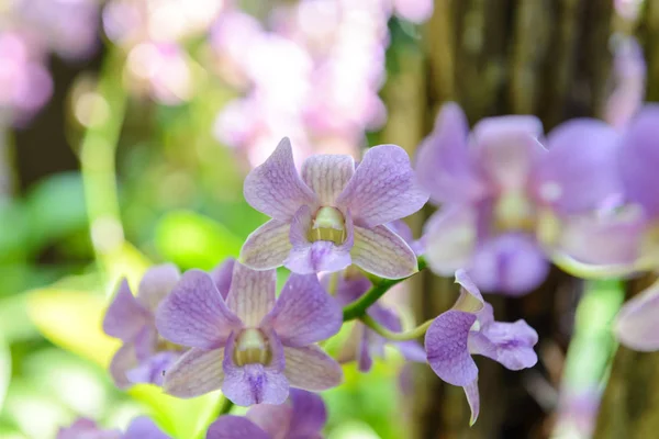 Violet orchid flowers with natural background in the garden — Stock Photo, Image