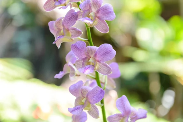 Violet orchid flowers with natural background in the garden — Stock Photo, Image
