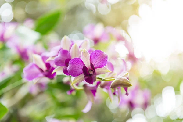 Violet orchid flowers with natural background in the garden — Stock Photo, Image