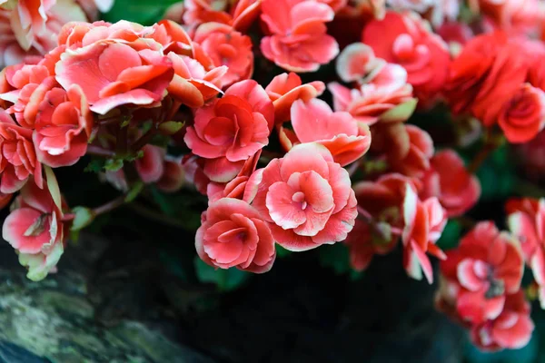 Belle fleur de Kalanchoe dans le jardin — Photo