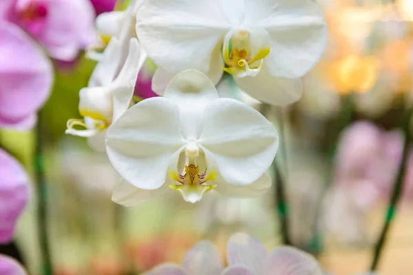White orchid flowers with natural background in the garden — Stock Photo, Image