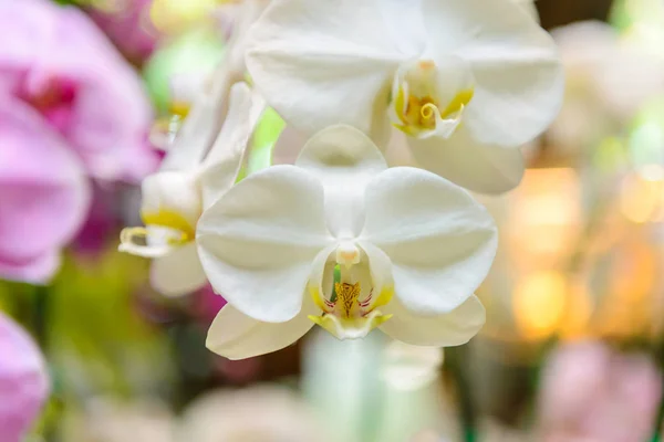 White orchid flowers with natural background in the garden — Stock Photo, Image