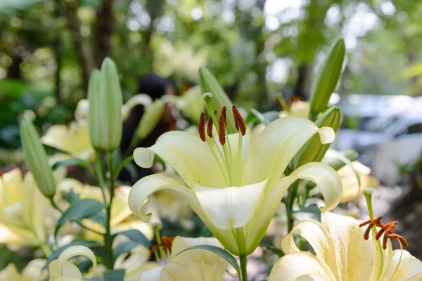 Yellow lily flower in the garden — Stock Photo, Image