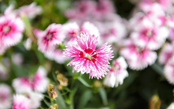 Beautiful Dianthus flower (Dianthus chinensis) blossoming in the gardern Stock Image