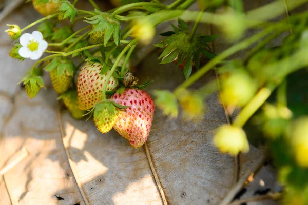 Fresh strawberry in the farm — Stock Photo, Image
