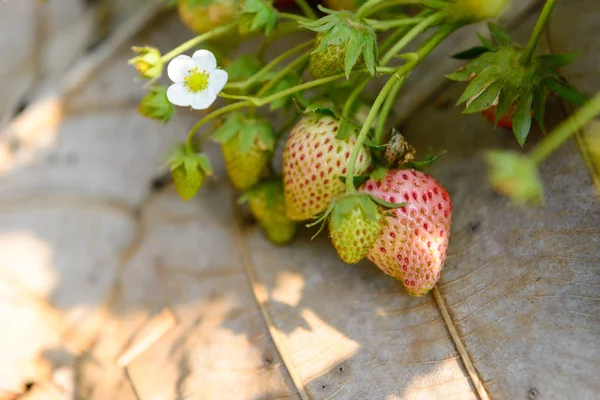 Fresh strawberry in the farm — Stock Photo, Image