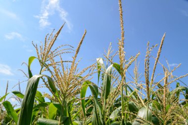 mısır tarlası bulutlar ile mavi gökyüzü altında