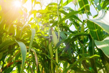 mısır tarlası bulutlar ile mavi gökyüzü altında