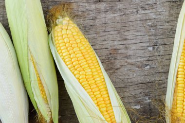 Taze mısır koçanı ile boşaltmak ahşap rustik üzerinde üzerinde yukarıdan
