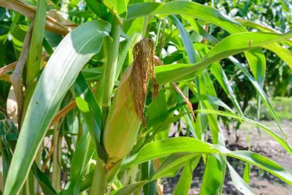 Cierre de maíz en maizal orgánico — Foto de Stock
