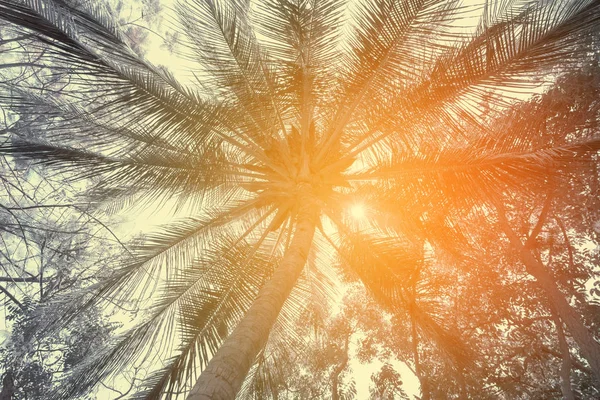Vyhledat z palm stromu s kokosem - vintage Barevný filtr — Stock fotografie