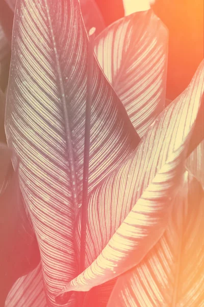 Тропические листья для фона - текстура. красный и оранжевый фильтр — стоковое фото