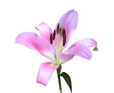 Beyaz arkaplanda izole edilmiş pembe zambak çiçeği