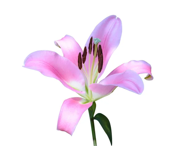 Pink lily flower isolated on white background — Stock Photo, Image