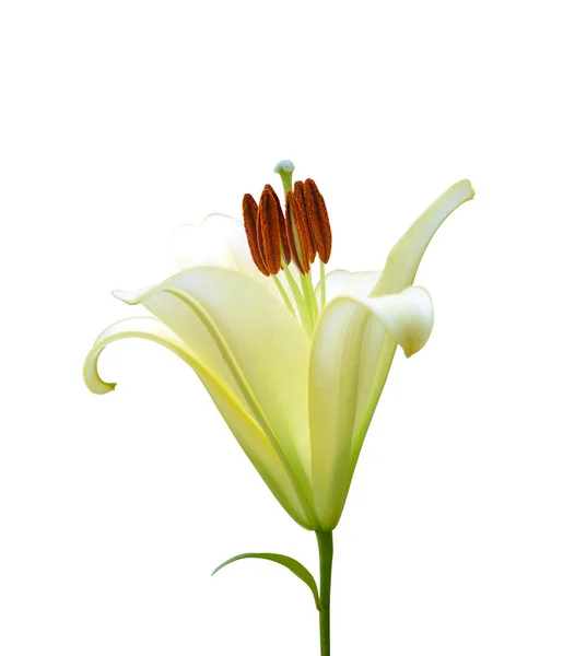 Yellow lily flower in the garden isolated on white background — Stock Photo, Image