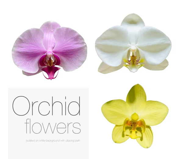 Orchid flowers isolated on white background with clipping path — Stock Photo, Image