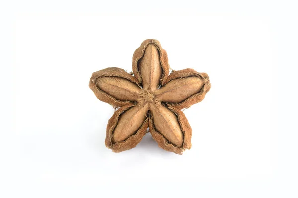 Plukenetia volubilis, sacha fıstık veya sacha InChI beyaz arka plan, ot ve doğa