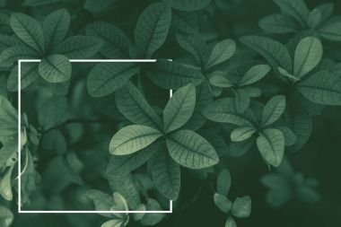 Beyaz kağıt çerçeve yaprakları ile. Reklam kartı veya davet için yaratıcı çerçeve düzen. Doğa kavramı