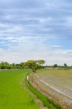 Büyük ağaç pirinç alan arasında.