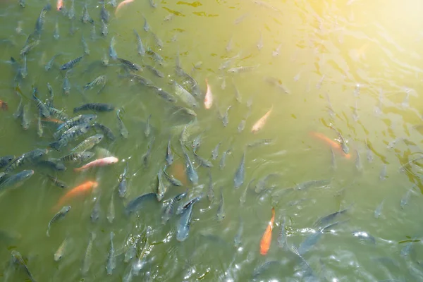 Banyak ikan Cichlidae di kolam. — Stok Foto