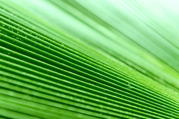 Texture of green palm leaf for background — Stock Photo, Image