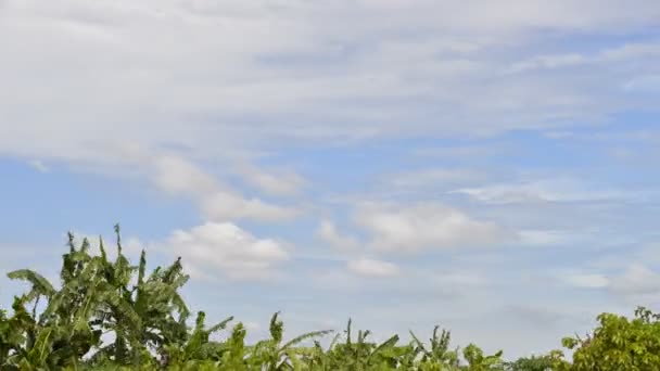 Time Lapse Μετακίνηση Σύννεφα Και Καταγάλανο Ουρανό Πάνω Από Δέντρα — Αρχείο Βίντεο