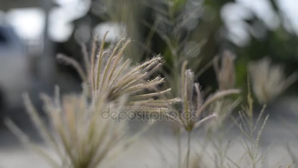 Grama Flores Fundo Natural — Vídeo de Stock