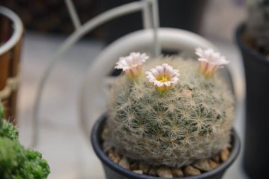 Güzel kaktüs çiçeği - kaktüs bitki çiçek