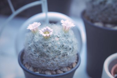 Güzel kaktüs çiçeği - kaktüs bitki çiçek