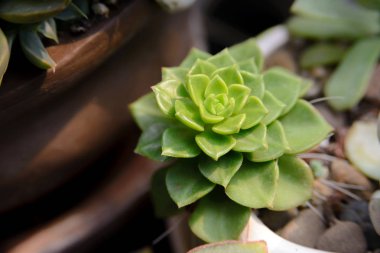 Echeveria bırakır, kaktüs - görünümü kapatın