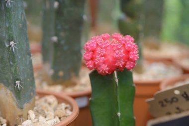 Güzel pembe hazırlanmış Moon kaktüs tencerede - kaktüs bitki