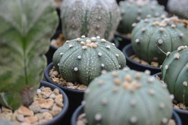 tencerede, güzel etli bitki küçük kaktüs