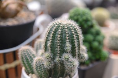 tencerede, güzel etli bitki küçük kaktüs