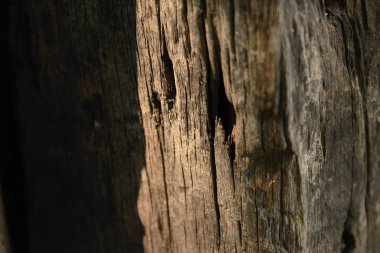 Eski ahşap tahıl güneş ışığı ve gölge - doku arka plan ile kırık