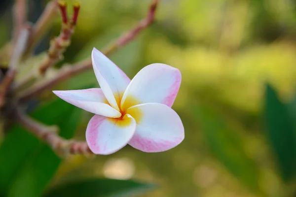 Plumeria flower blooming on tree - flower color white, pink and yellow, spa flower — Stock Photo, Image