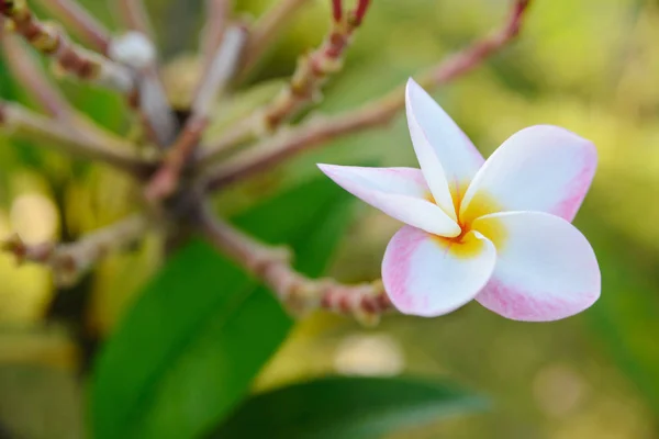 Plumeria flower blooming on tree - flower color white, pink and yellow, spa flower — Stock Photo, Image