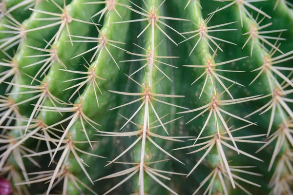 Närbild skott på Thorn Echinocactus kudde Cactus — Stockfoto