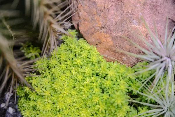 Небольшое зеленое растение и камень украсить на земле в домашних условиях — стоковое фото