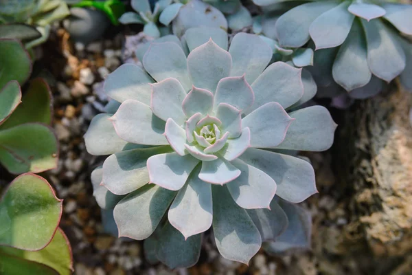 Pozostawia warstwy Echeveria, Kaktus - widok z bliska — Zdjęcie stockowe