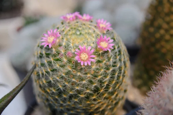 Piękny kwitnący kwiat kaktusa - Kaktus roślina — Zdjęcie stockowe
