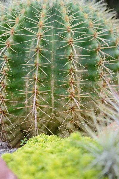 Close-up shot on Thorn Echinocactus grusonii Cactus — Stock Photo, Image
