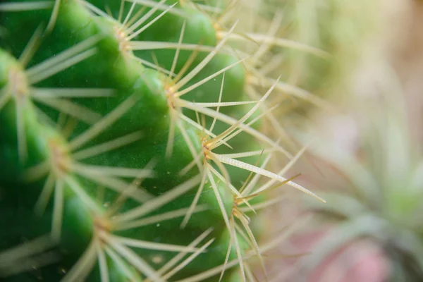 Közeli lövést a Thorn Echinocactus grusonii kaktusz — Stock Fotó