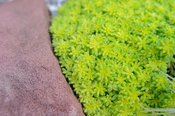 Küçük yeşil bitki ve rock houseplant kreş için yere süslemeleri — Stok fotoğraf