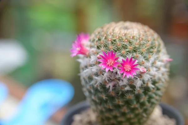 Hermosa floración de la flor de cactus - planta de cactus — Foto de Stock