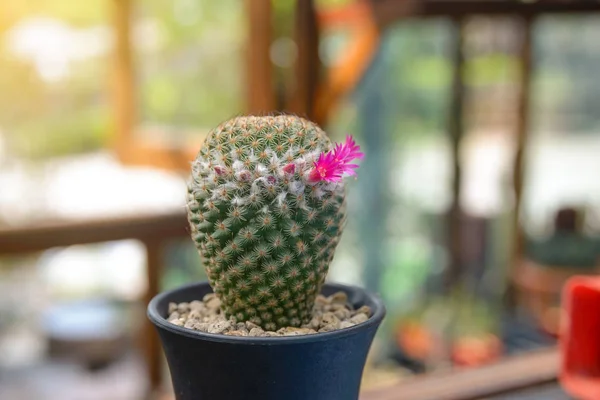 아름 다운 선인장 꽃-선인장 식물의 개화 — 스톡 사진