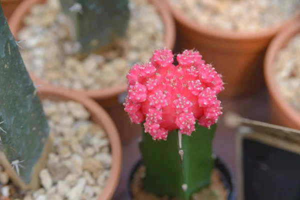 Krásné růžové vytvořený měsíc kaktus v hrnci - kaktus rostlin — Stock fotografie