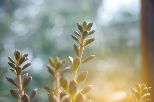 Pequeña planta cerca de ventana con luz solar en planta de interior para vivero — Foto de Stock