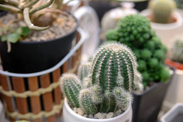 Mały Kaktus w doniczce, piękny roślina soczysty — Zdjęcie stockowe
