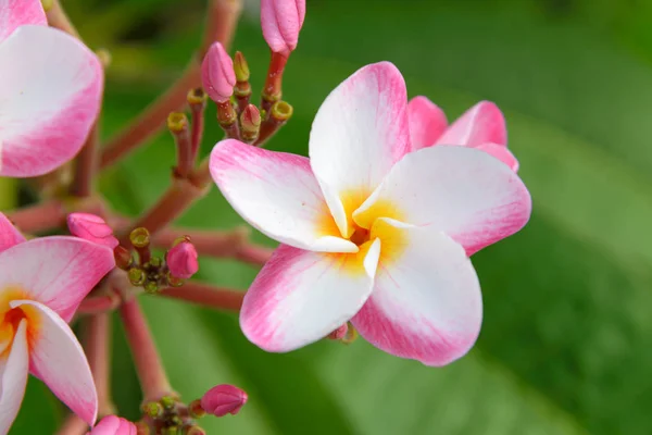 Plumeria flor que florece en el árbol - color de la flor blanco, rosa y amarillo, flor de spa —  Fotos de Stock