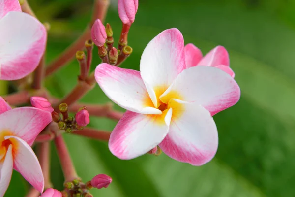 Plumeria flower blooming on tree - flower color white, pink and yellow, spa flower — Stock Photo, Image